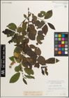 Foto von Salix myrsinifolia Salisb.